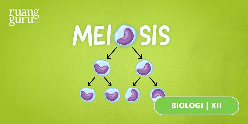 Belajar Proses Pembelahan Meiosis Apa Bedanya Dengan Mitosis Biologi Kelas